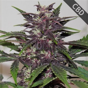 Семена конопли CBD Blueberry Feminised Gold