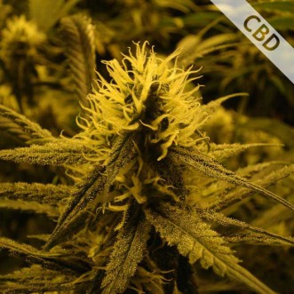 Семена конопли CBD Lemon Skunk Feminised Gold