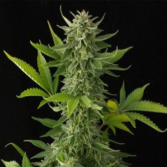 Семена конопли Moby Dick XL Feminised Gold
