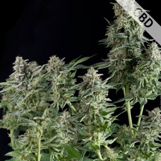 Семена конопли Auto CBD Northern Lights Feminised Gold