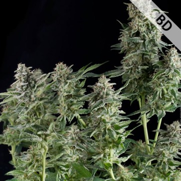 Семена конопли Auto CBD Northern Lights Feminised Gold