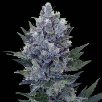 Семена конопли Northern Lights Feminised Gold