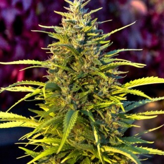 Семена конопли Citrus Bud Feminised Gold