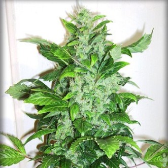 Семена конопли Auto Big Bud Feminised Gold