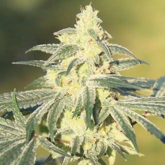 Семена конопли Auto Gorilla Glue Feminised Gold