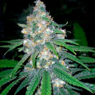 Семена конопли Super Lime Haze Feminised Gold