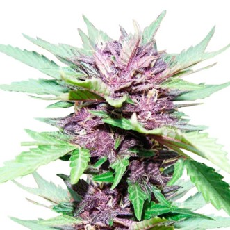 Семена конопли Auto Dark Purple Feminised