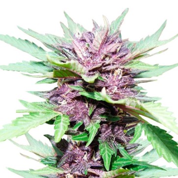 Семена конопли Auto Dark Purple Feminised