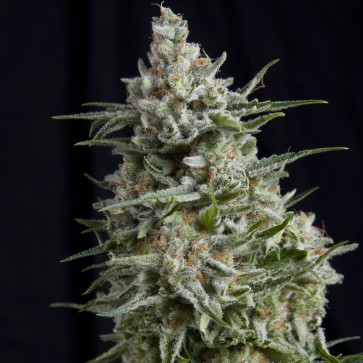 Семена конопли Anesthetic Silver