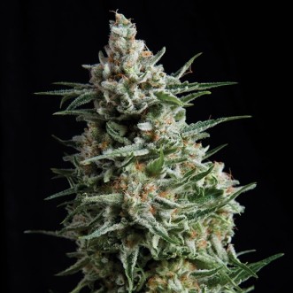 Семена конопли Auto Anesthetic Silver