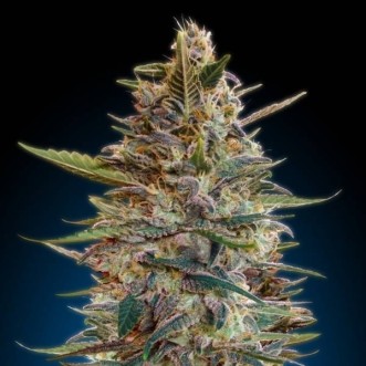 Семена конопли Auto Blue Diesel Silver