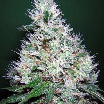 Семена конопли Auto Bubble Gum Feminised Silver