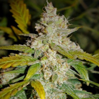 Семена конопли Auto Colorado Cookies Silver