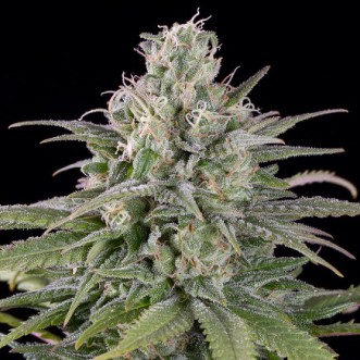 Семена конопли Auto Critical Orange Punch Feminised Silver