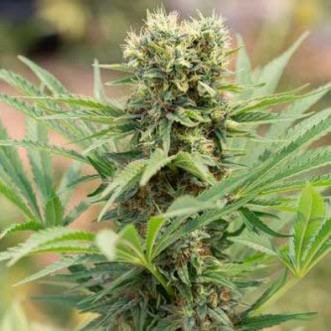 Семена конопли Auto Dedoverde Haze Feminised Silver