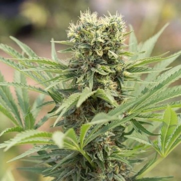 Семена конопли Auto Doctor Dedoverde Haze Feminised Silver