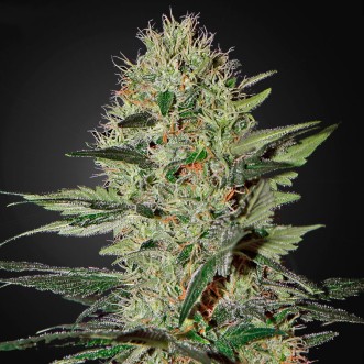 Насіння конопель Auto Ex Cheese Feminised Silver