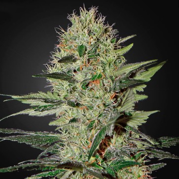 Семена конопли Auto Ex Cheese Feminised Silver
