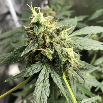 Семена конопли Auto Gorilla Glue Feminised Silver