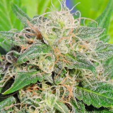 Семена конопли Auto Lime Haze Feminised Silver