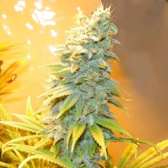 Семена конопли Auto Northern Blue Silver