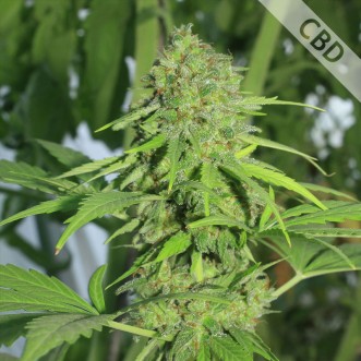 Семена конопли Auto CBD Northern Lights Feminised Silver
