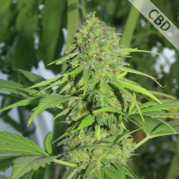 Семена конопли Auto CBD Northern Lights Feminised Silver