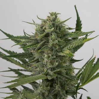 Семена конопли Auto OG Kush Feminised Silver