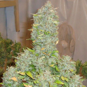 Семена конопли Auto Russian Rocket Fuel Silver
