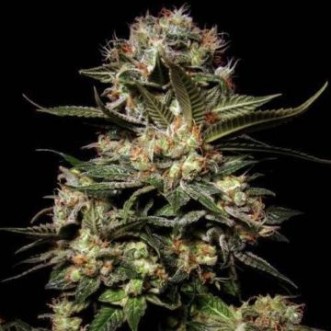 Семена конопли Auto Somango Feminised Silver