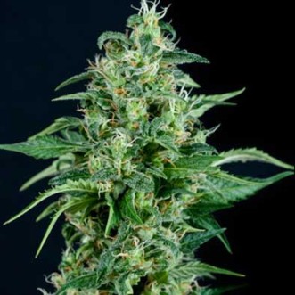 Семена конопли Auto Sweet Tooth Feminised Silver