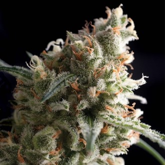 Семена конопли Auto Ultra Hash Silver
