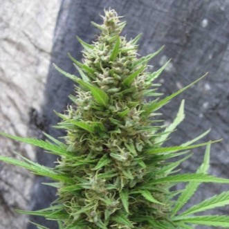Семена конопли Auto Jack Herer Silver