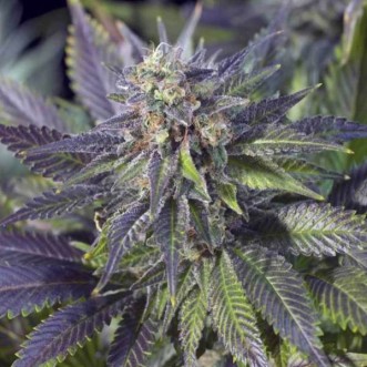 Семена конопли Blue Widow Feminised Silver