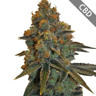 Семена конопли Auto CBD N.Y. Diesel Feminised Silver