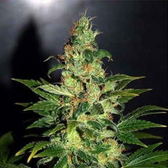 Семена конопли Chronic Feminised Silver