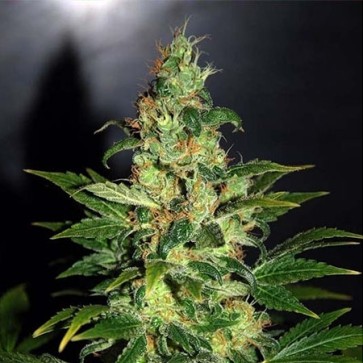 Семена конопли Chronic Feminised Silver