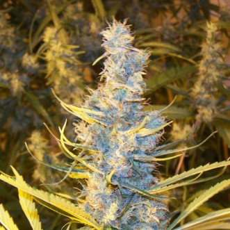 Семена конопли Colombian Sativa X Morocco Indica Silver