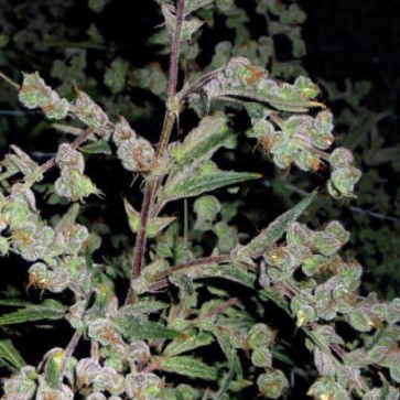 Семена конопли Dr. Grinspoon Silver