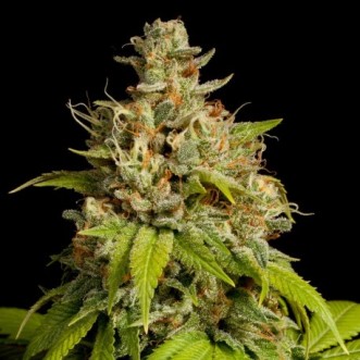 Семена конопли Durban Poison Feminised Silver
