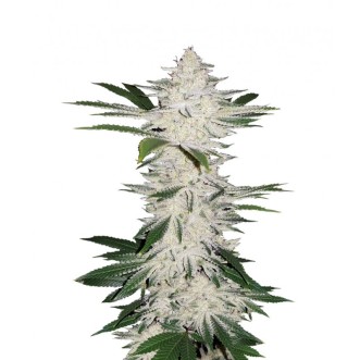 Семена конопли Auto Chemdawg Feminised Silver