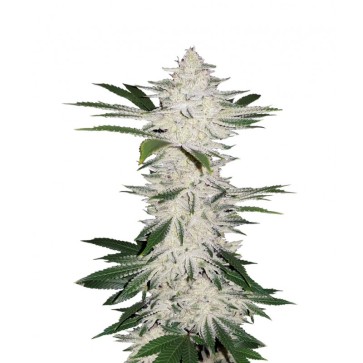 Семена конопли Auto Chemdawg Feminised Silver
