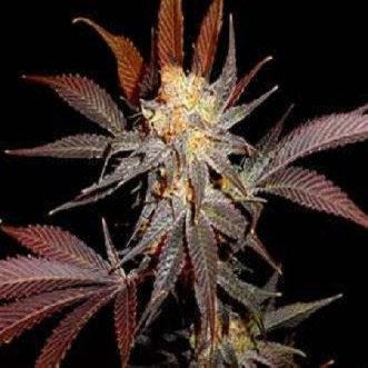 Семена конопли Auto Lavender Silver