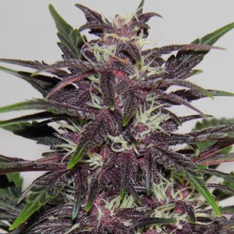 Семена конопли Auto Purple Kush Silver