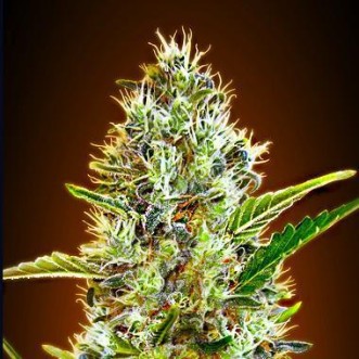 Семена конопли Auto Somango Silver