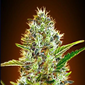 Семена конопли Auto Somango Silver