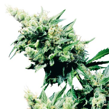 Семена конопли Hash Plant Silver