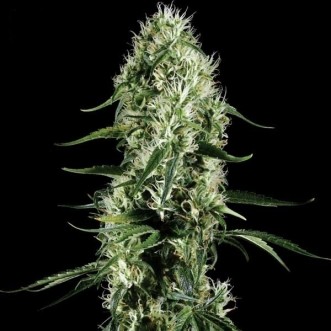 Семена конопли Auto Super Silver Haze Feminised Gold