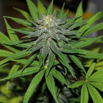 Семена конопли Auto Pineapple Silver