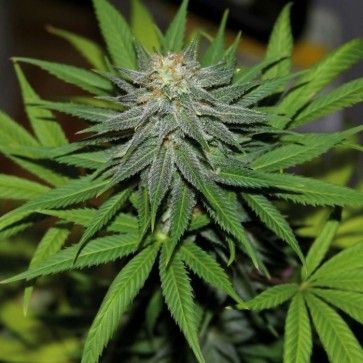 Семена конопли Auto Pineapple Silver